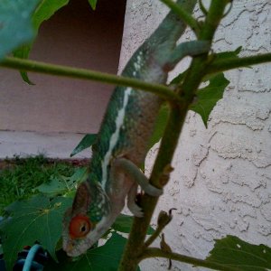 Darwin Outside