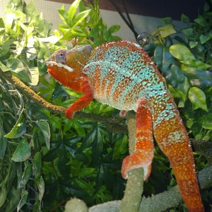 George At About 27 Months