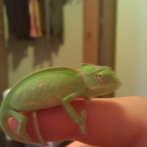 Baby Male Veiled