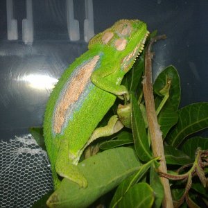 Cape Dwarf Chameleon