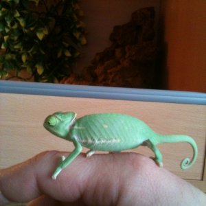 Veiled Chameleon