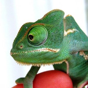 Our first chameleon Bob