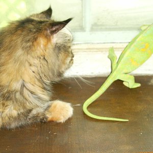 Kitty And Spit