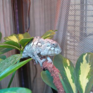 Ambilobe Female