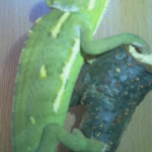 My Chameleon George