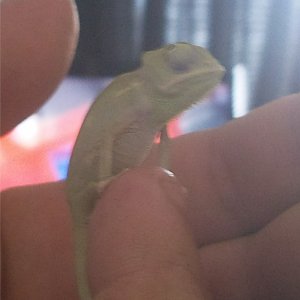 My Chameleon George