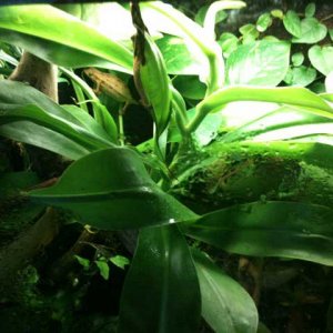 Rieppeleon Brevicaudatus