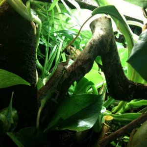 Rieppeleon Brevicaudatus
