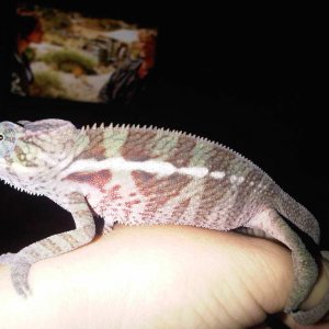 9/29/2010 After His 1st Shed With Me