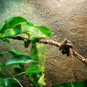 Hangin'