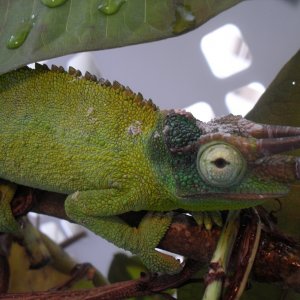 My Little Rainforest