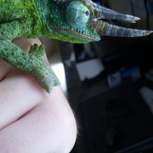 Poor Little Roshi..
