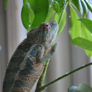 Enjoying The Window