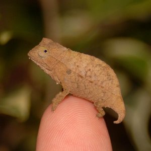 Pygmy