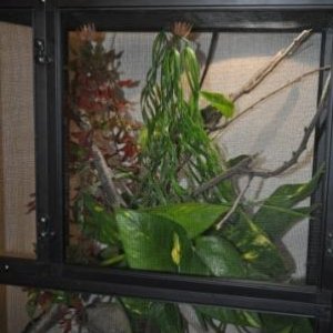 Gizmo S Cage