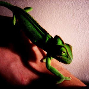 Veiled Chameleon Image 1