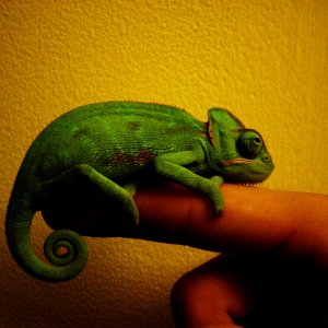 Veiled Chameleon Image 4