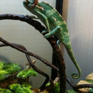 Trying Out His New Enclosure