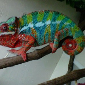 Ambilobe