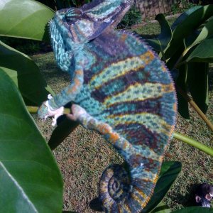 Pedro Day Outside