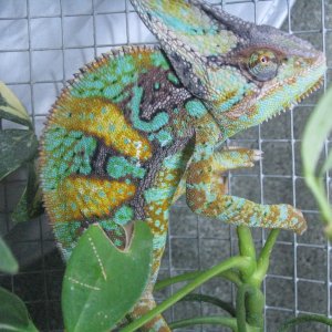 Veiled Chameleon