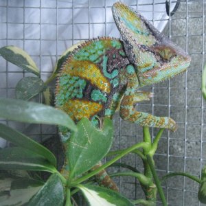 Veiled Chameleon