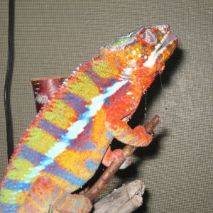 Img 0806