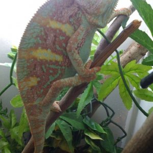 Congo
