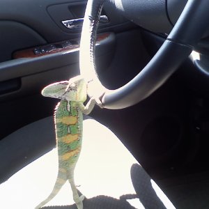 Drivers Edc