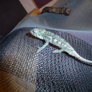 Mardi