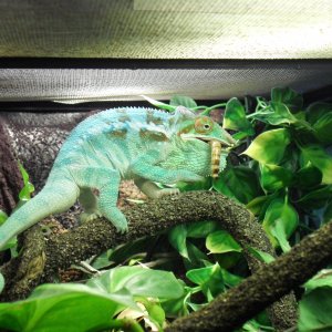Clyde's Lunch
