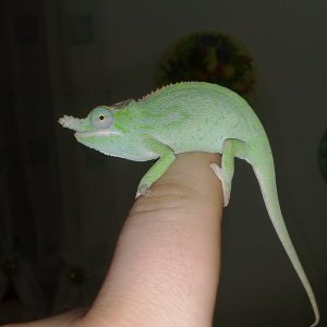 1.0 Furcifer Minor