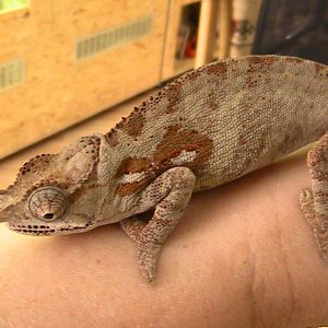 1.0 Furcifer Minor Subadult