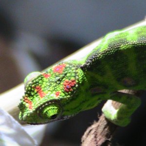 0,1 Furcifer Minor Subadult