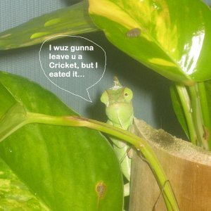 She Was Gonna Leave You A Cricket