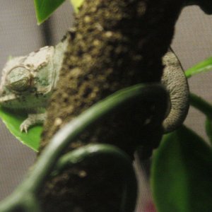 Sleeping Baby