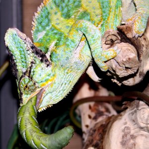 Swallowing Goliath