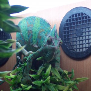 My New Addition Kanna!!