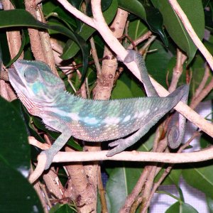 4 Month Old Ambilobe Panther Chameleon