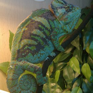 Timmy The Chameleon