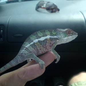 Leroy My Ambilobe Panther Cham