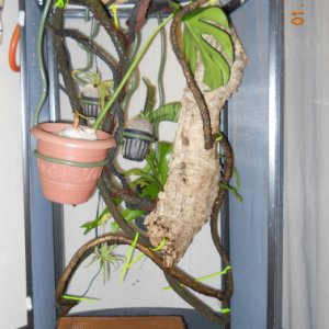 Caloo's Home Lower Half