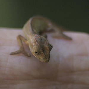 Baby Cape Dwarf Chameleon