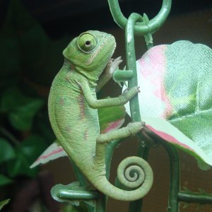 My Chameleon