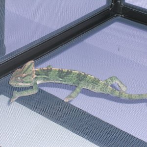 Stretchy Chameleon!