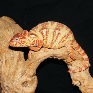 Female Oustalets Chameleon