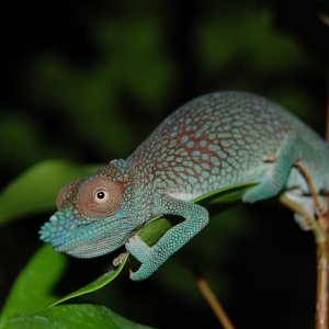 Female K. Tenuis