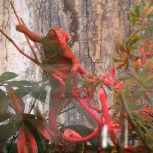 Eric My Rescued Med Cham