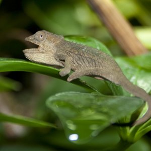 Bradypodion Setaroi Female