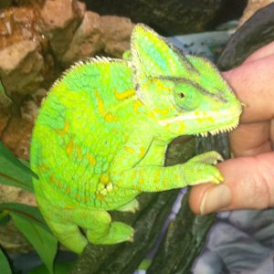 Chameleon
